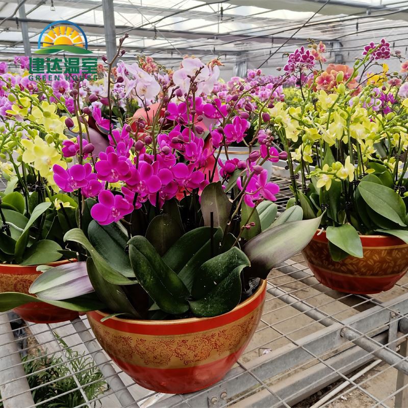 beautiful orchid in greenhouse2