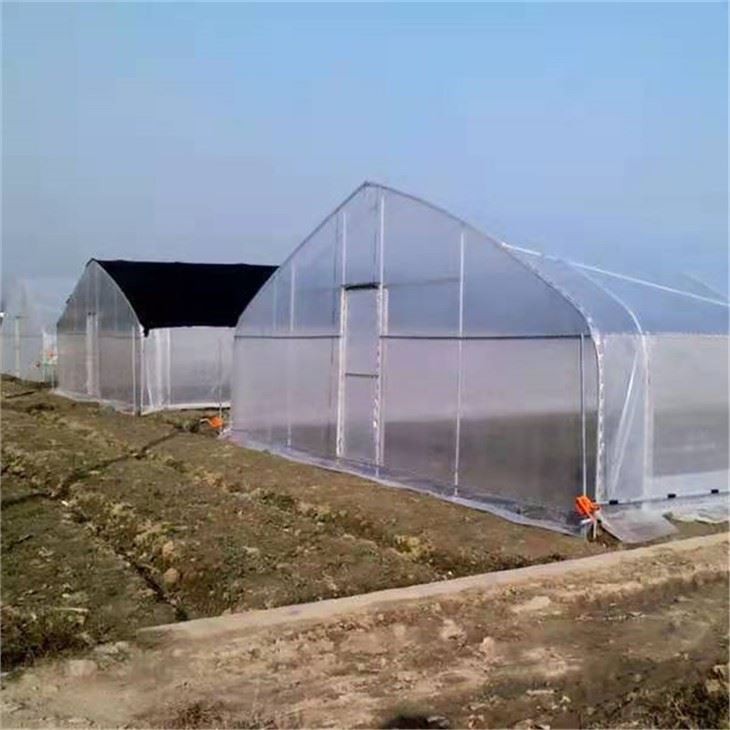 Ceaptha Teasa Tollán Oval 10mx36m