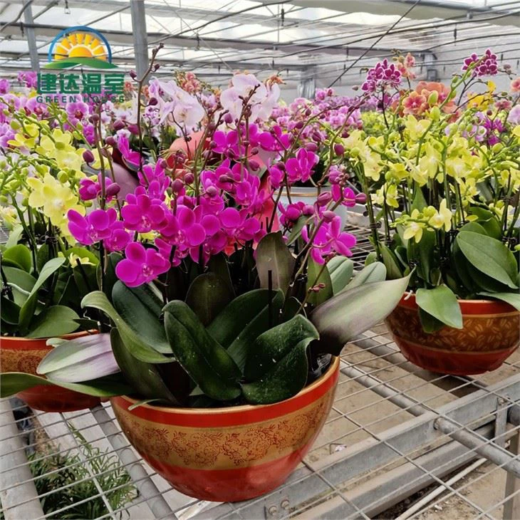 Beautiful Orchid in Greenhouse