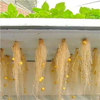 Hydroponics Aeroponics