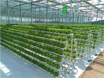 Córas Gléasra Hidropónach Glasraí Leafy Cheaptha Teasa