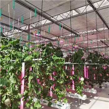 Racaí Fáis Hydroponics