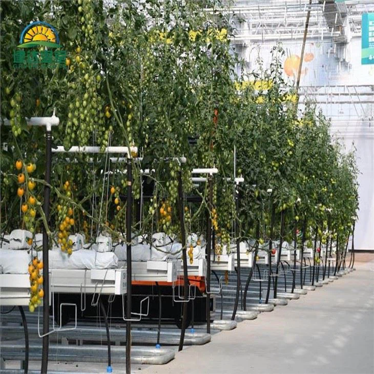 Vegetable Film Greenhouse