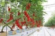 Feirmeoireacht faoi Dhíon GreenHouses