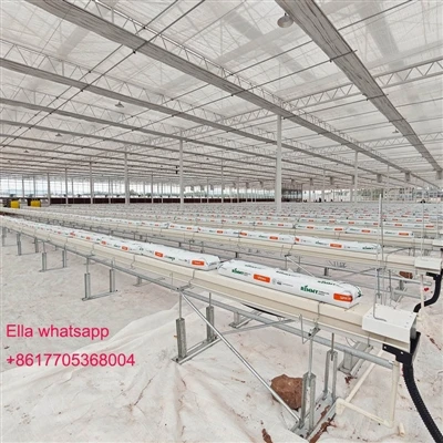 COCO MÓNA CÓRAS HYDROPONIC