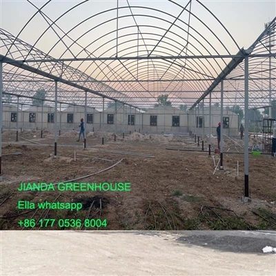 Scannán Scannán Muti Greenhouse i Catar